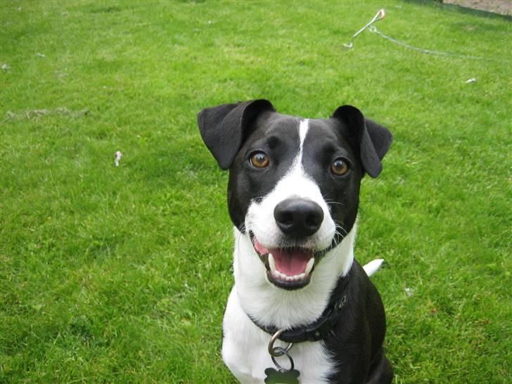 Blanding af racer Anton - Anton skal lige tjekke om jeg har flere godbidder billede 1