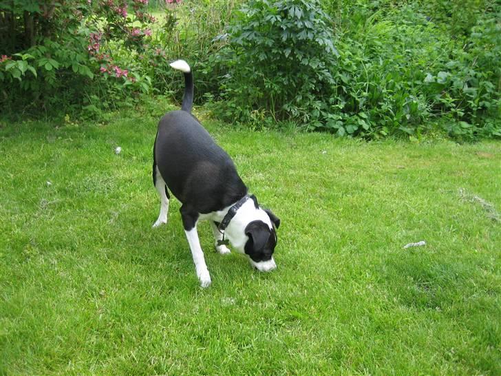 Blanding af racer Anton - Anton leder efter godbidder på vores græsplæne billede 2