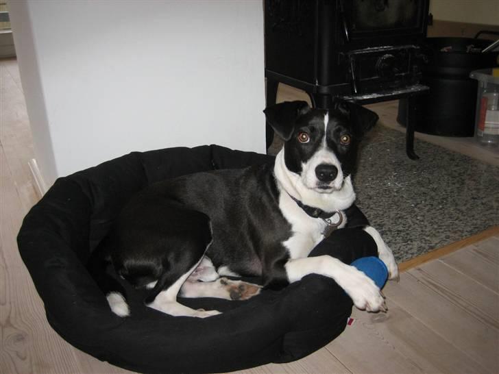 Blanding af racer Anton - Anton bruger sin kurv - en sjælden situation billede 3