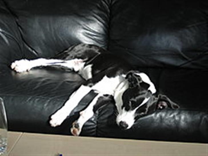 Blanding af racer Anton - Vores trætte hund billede 4