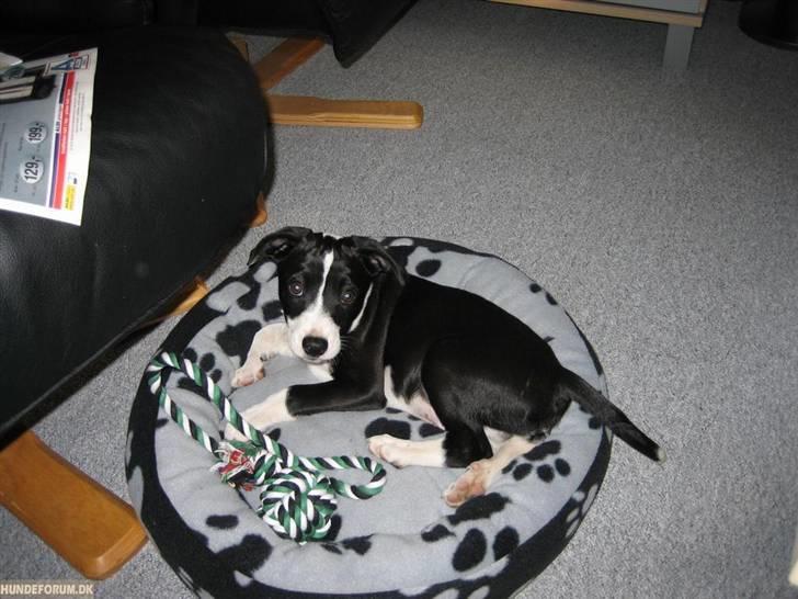 Blanding af racer Anton - Kun 3 måneder gammel billede 5