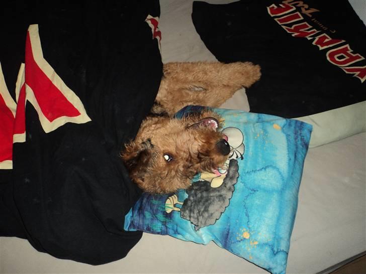 Airedale terrier Bowie billede 11