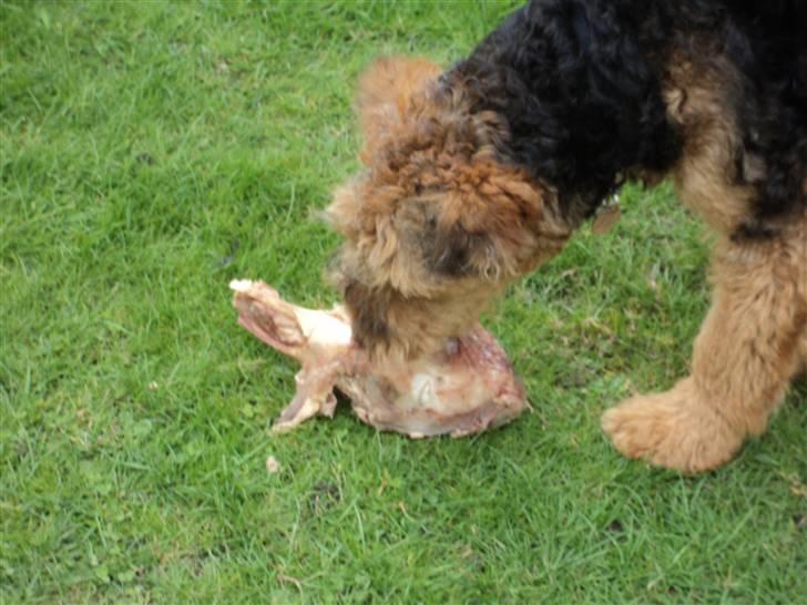 Airedale terrier Bowie billede 12