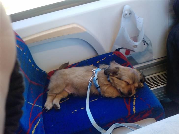 Blanding af racer Loui aka Louise - Det er hårdt at køre i tog! :/ billede 7