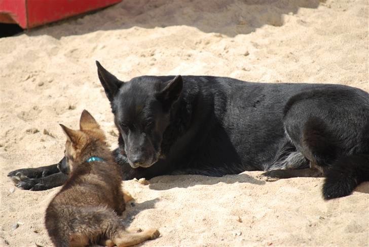 Schæferhund Vega ( Død d.28/12-10) - Rico og Vega billede 13