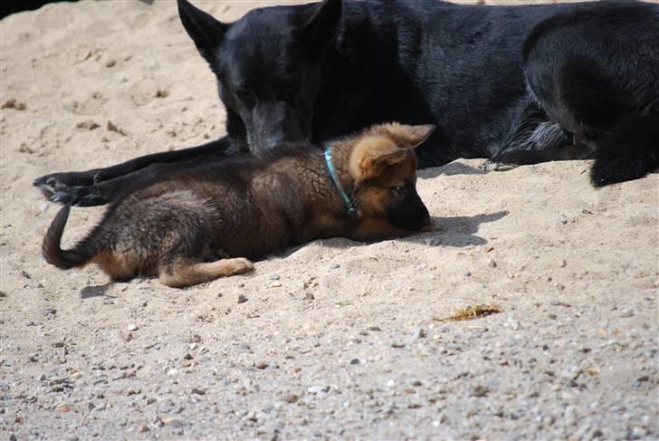 Schæferhund Vega ( Død d.28/12-10) - Rico og Vega billede 5