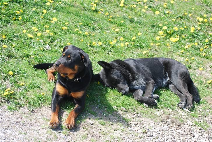 Rottweiler Maja  billede 19