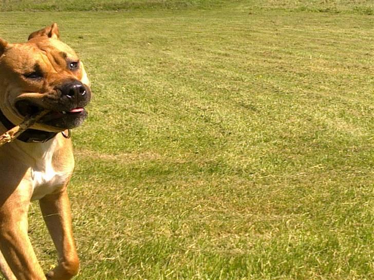 Blanding af racer gaja billede 13