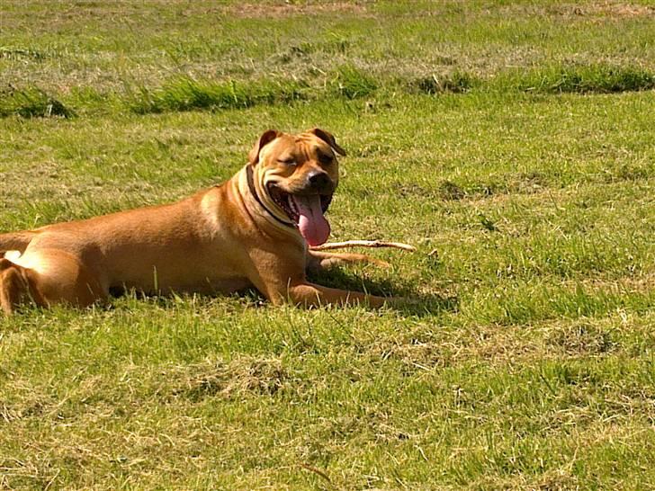 Blanding af racer gaja billede 14