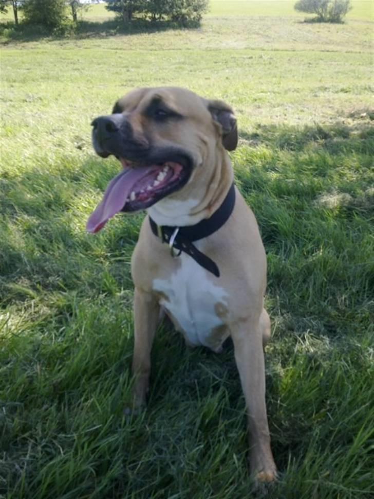 Amerikansk staffordshire terrier Tyra billede 7