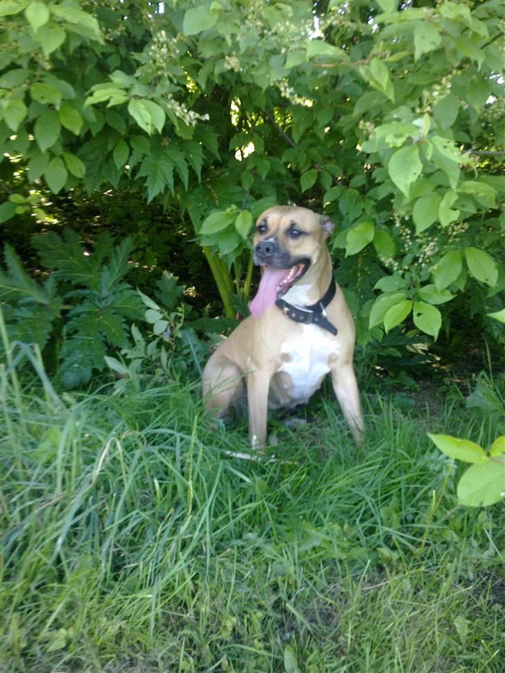 Amerikansk staffordshire terrier Tyra billede 8