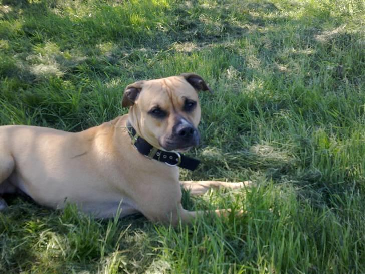 Amerikansk staffordshire terrier Tyra billede 9