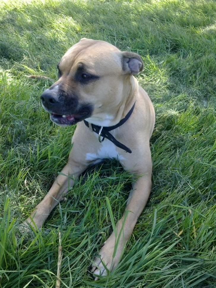 Amerikansk staffordshire terrier Tyra billede 10