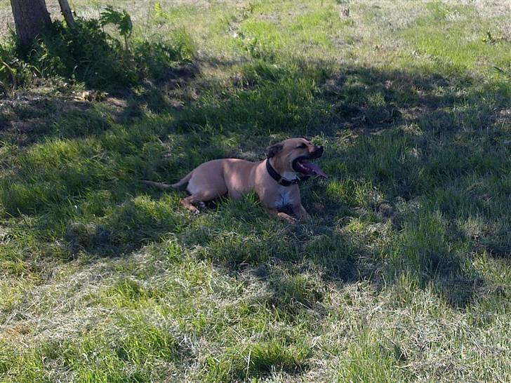 Amerikansk staffordshire terrier Tyra billede 11