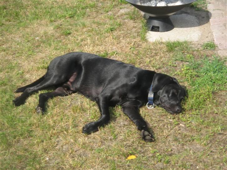 Blanding af racer Anton - Jeg nyder når solen endelig er her, så jeg kan sole mig.. Skønt! billede 1