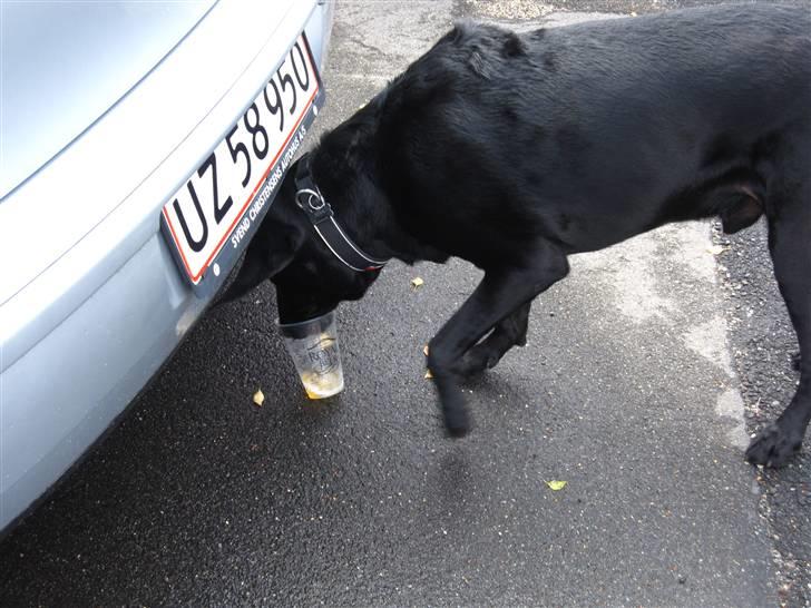 Blanding af racer Anton - Jeg elsker øl.. Så hvis du stiller den på jorden er du selv ude om at den drikkes ;) Men min mor holder tit lidt for godt øje, så det er sjældent det lykkes:) billede 2