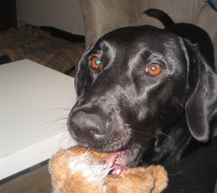 Blanding af racer Anton - Her er jeg med en af mine ynglingsbamser, som jeg elsker at lege med:) billede 3