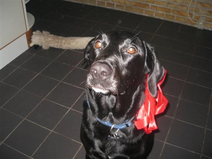 Blanding af racer Anton - Her har min mor givet mig sløjfe på, da jeg skulle være fin til jul... billede 4