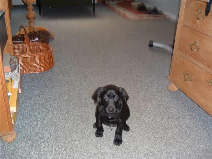 Blanding af racer Anton - Det var den gang jeg lige var kommet hjem. Jeg var godt nok lille og meget nuttet synes min mor! :) billede 5