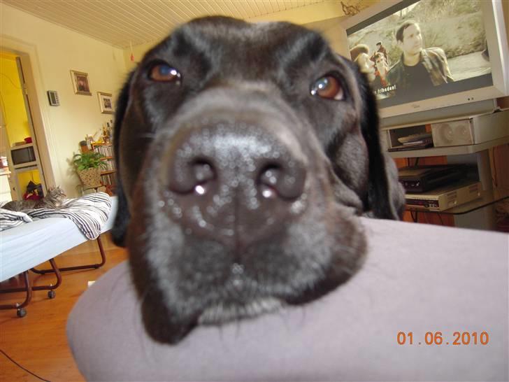 Labrador retriever vaava - hahaha billede 11