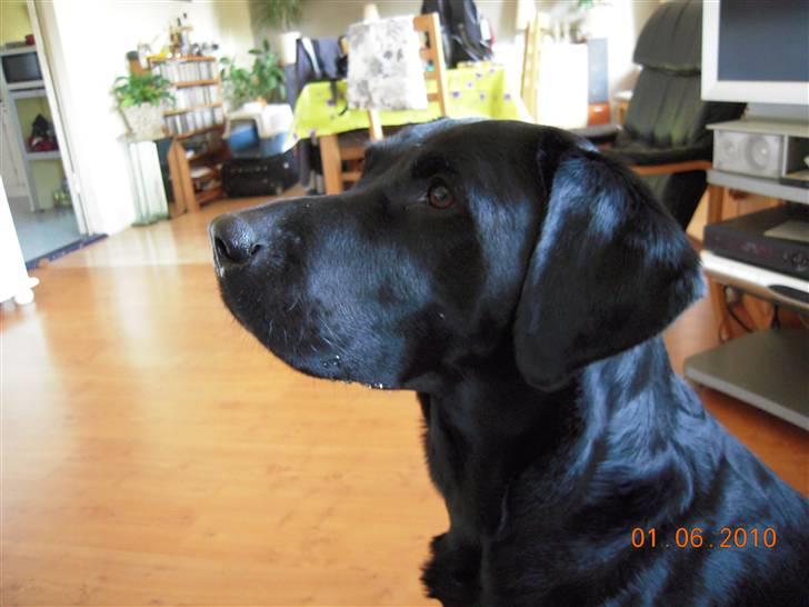 Labrador retriever vaava billede 12