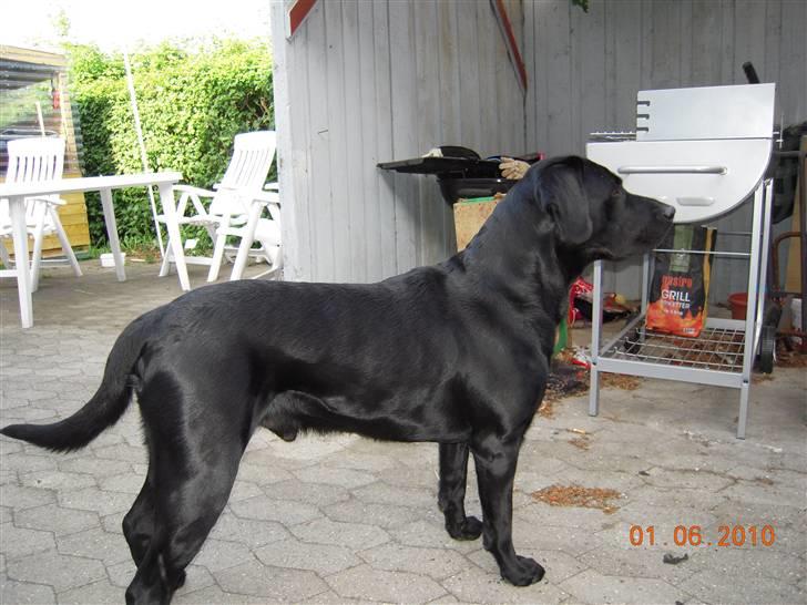 Labrador retriever vaava billede 13