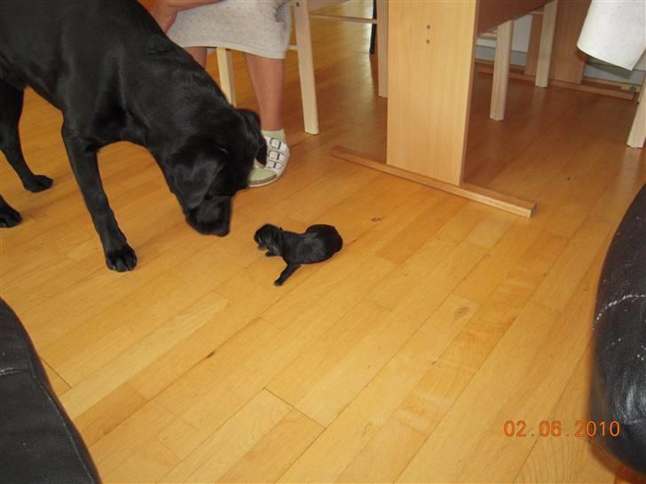 Labrador retriever vaava - først møde med sønnen billede 14