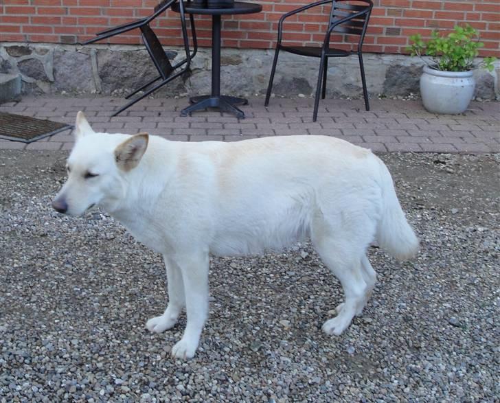 Hvid schæfer Dolly - Dolly ca. 1 uge før hun skal have hvalpe ( juni 2010 ) ! billede 16