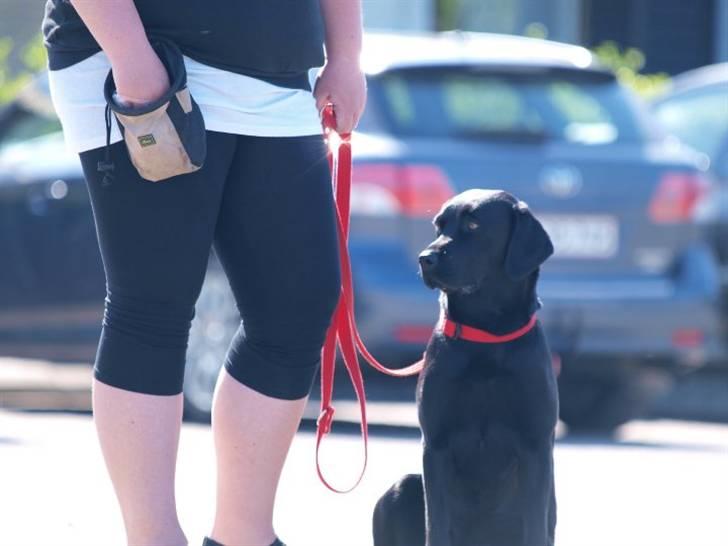 Labrador retriever Alina Mark Bustrup (formel 1) - Hundetræning :D hun er såå dygtig;  billede 13