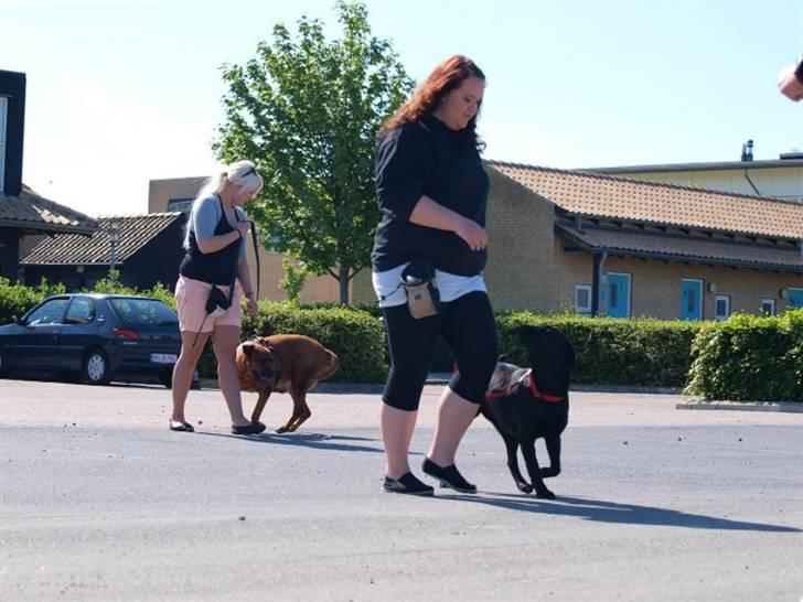 Labrador retriever Alina Mark Bustrup (formel 1) - Chili og jeg til hundetræning :-) hun er så dygtig.. billede 14