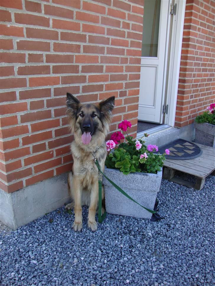Schæferhund Tammy - vi er over ved en af mors veninder som er i hendes forældres sommerhus og jeg blev linket til denne plante så tænkte jeg at så satte jeg mig da i  krogen :D hyggeligt  billede 13
