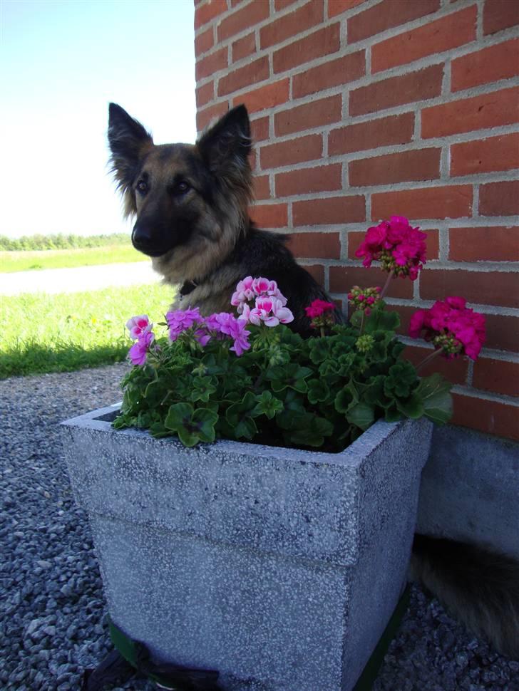 Schæferhund Tammy - Ja blomsterne oplyser mit smukke ansigt :D billede 14