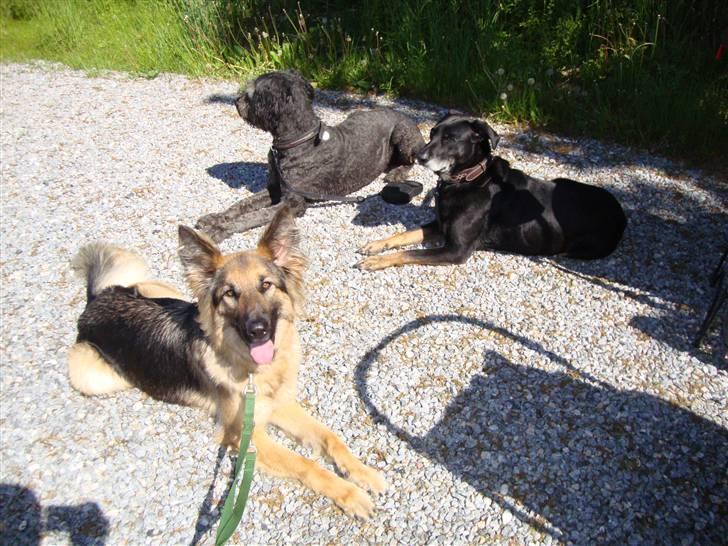 Schæferhund Tammy - Her er Gismo og Kody (mors venindes 2 hunde) vi er på vej ned til vandet så vi kan BADE!! billede 15