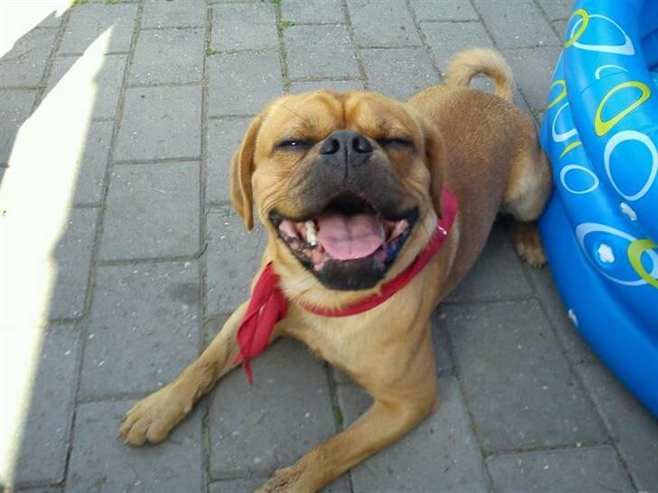 Blanding af racer Louis - Ih, hvor jeg nyder livet! billede 18