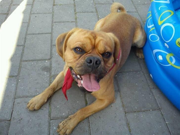 Blanding af racer Louis - Puha, jeg blev helt forpustet af at lege! billede 19