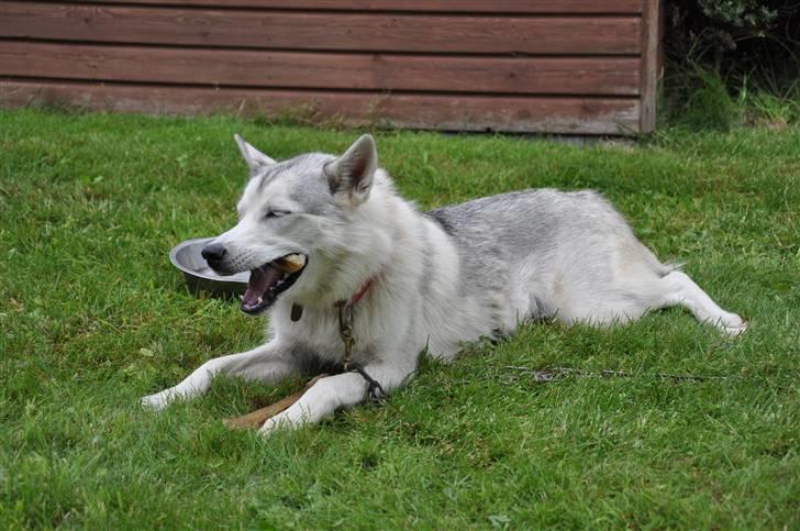Siberian husky A´tebs Haltai of Winner - Haltai på sin 1 års fødselsdag <3 billede 5