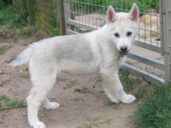 Siberian husky A´tebs Haltai of Winner billede 19