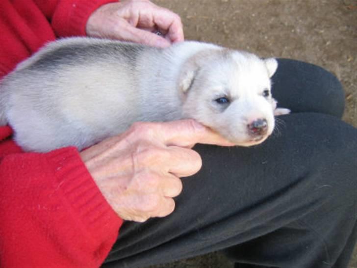 Siberian husky A´tebs Haltai of Winner billede 20