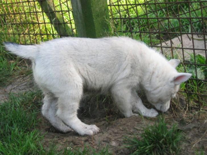 Siberian husky A´tebs Haltai of Winner billede 17