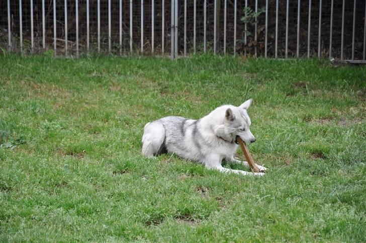 Siberian husky A´tebs Haltai of Winner - Haltai på sin 1 års fødselsdag, med sin gave ;) billede 4