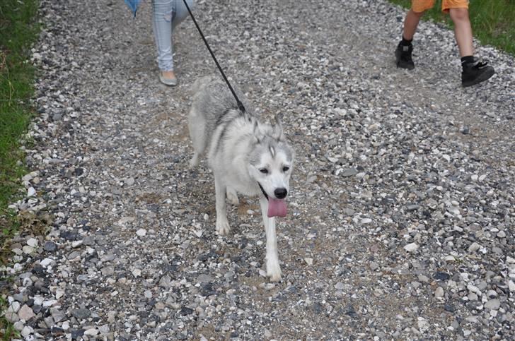 Siberian husky A´tebs Haltai of Winner billede 6