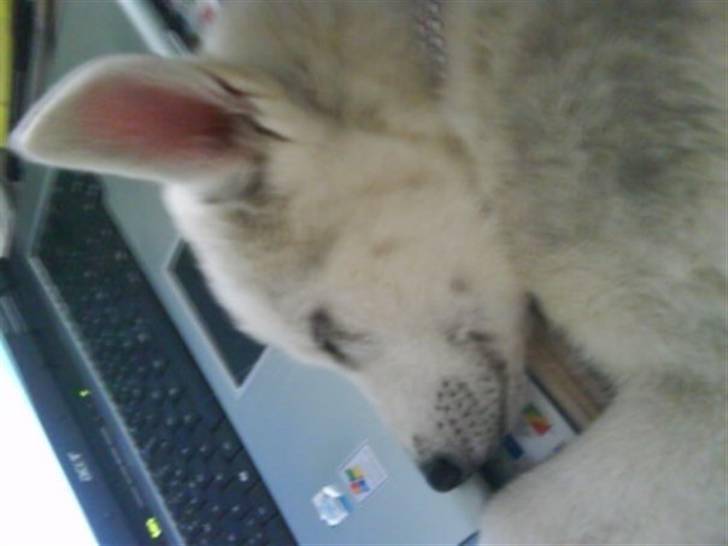 Siberian husky A´tebs Haltai of Winner - Haltai sover ved min mors computer billede 18