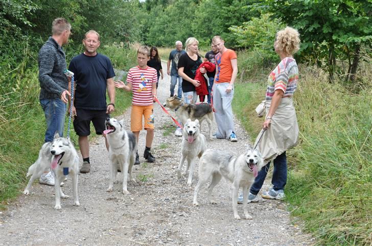 Siberian husky A´tebs Haltai of Winner - Haltai og hele hendes familie på tur til hundenes 1 års fødselsdag, Haltai til højre ;) billede 7
