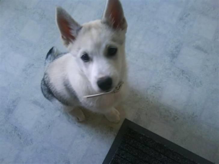 Siberian husky A´tebs Haltai of Winner billede 16