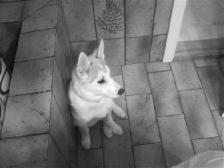 Siberian husky A´tebs Haltai of Winner billede 15