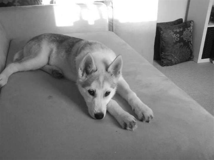 Siberian husky A´tebs Haltai of Winner - Haltai i min seng billede 10