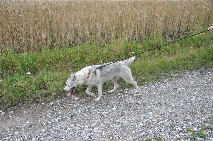 Siberian husky A´tebs Haltai of Winner billede 8