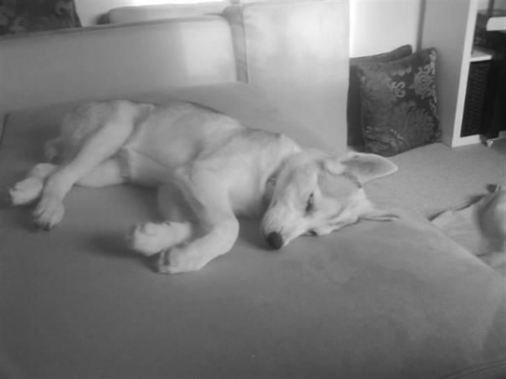 Siberian husky A´tebs Haltai of Winner billede 11