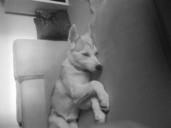 Siberian husky A´tebs Haltai of Winner billede 12