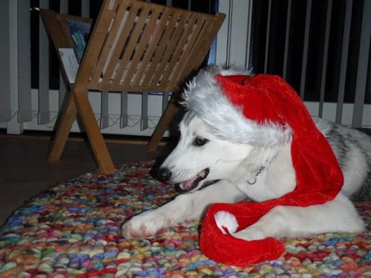 Siberian husky A´tebs Haltai of Winner - jaaaaaa nu er det jul ;) billede 9